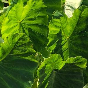 Meet your Posher, Marie